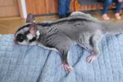 Obrazek-WhatsApp-2025-03-14-v-08.55.47_e5a79cd2