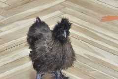 Obrazek-WhatsApp-2025-03-14-v-08.55.48_a0a58257