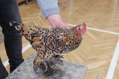 Obrazek-WhatsApp-2025-03-14-v-08.55.48_e83b9cbc